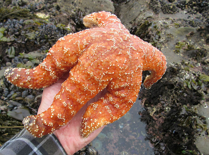 Ochre Sea Star